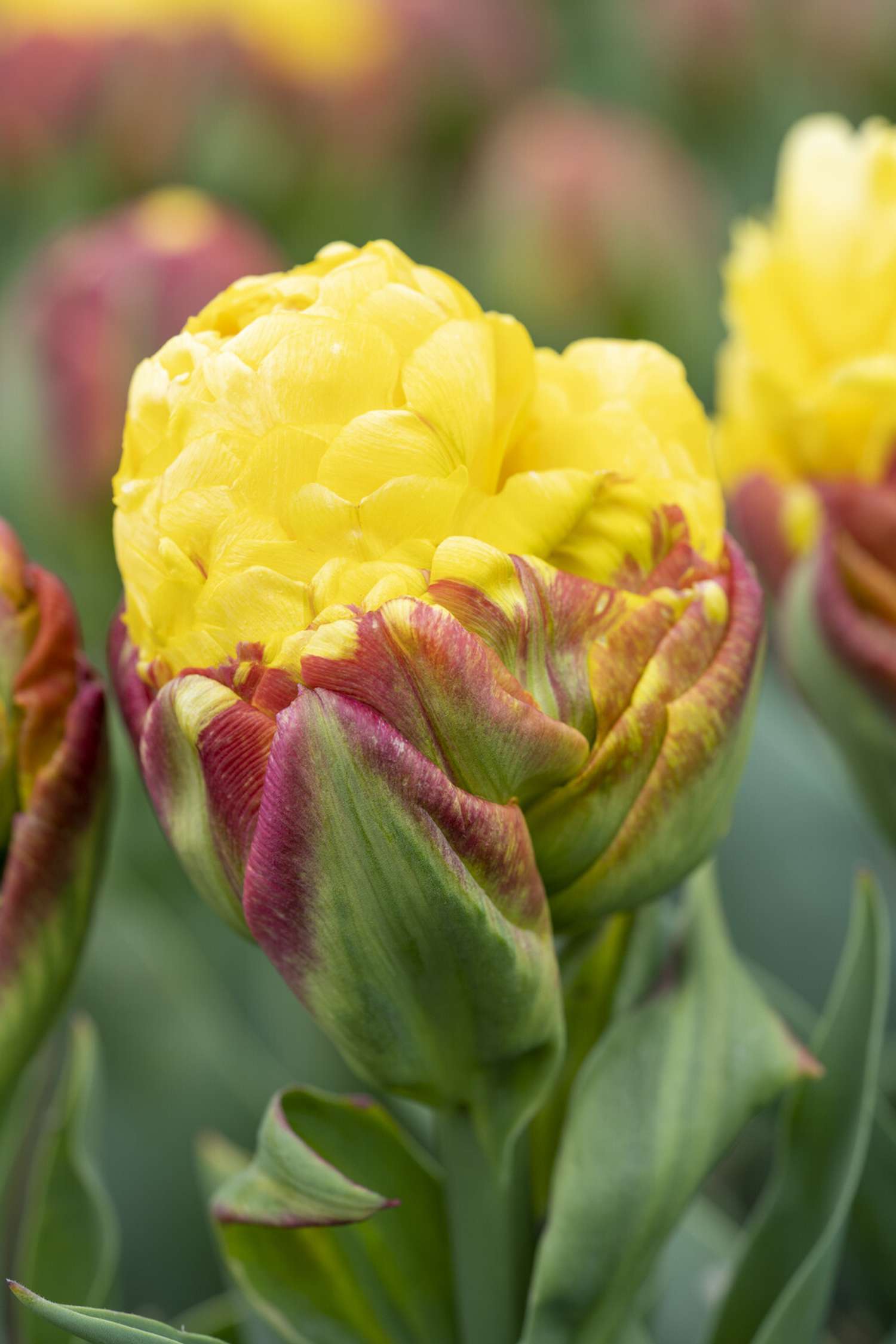 Tulpe 'Ice Cream Banana'